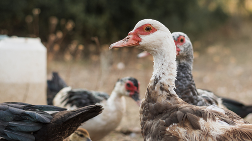 La grippe aviaire continue à contaminer les élevages